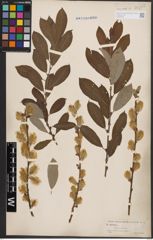 Foto von Salix cinerea L.